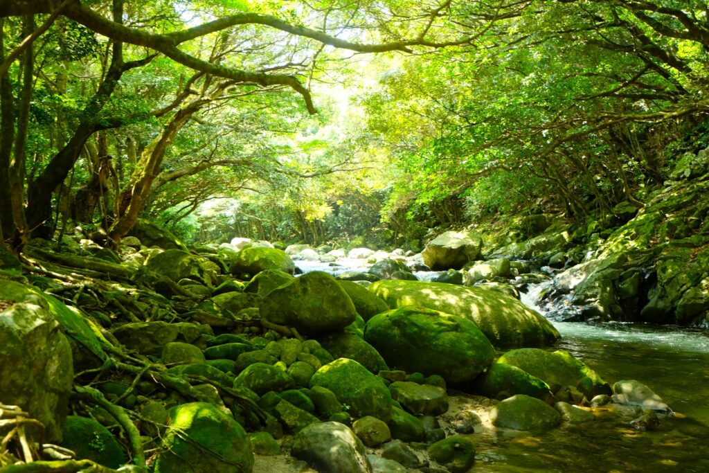 屋久島ミネラル 80ml入 1本 / 3本